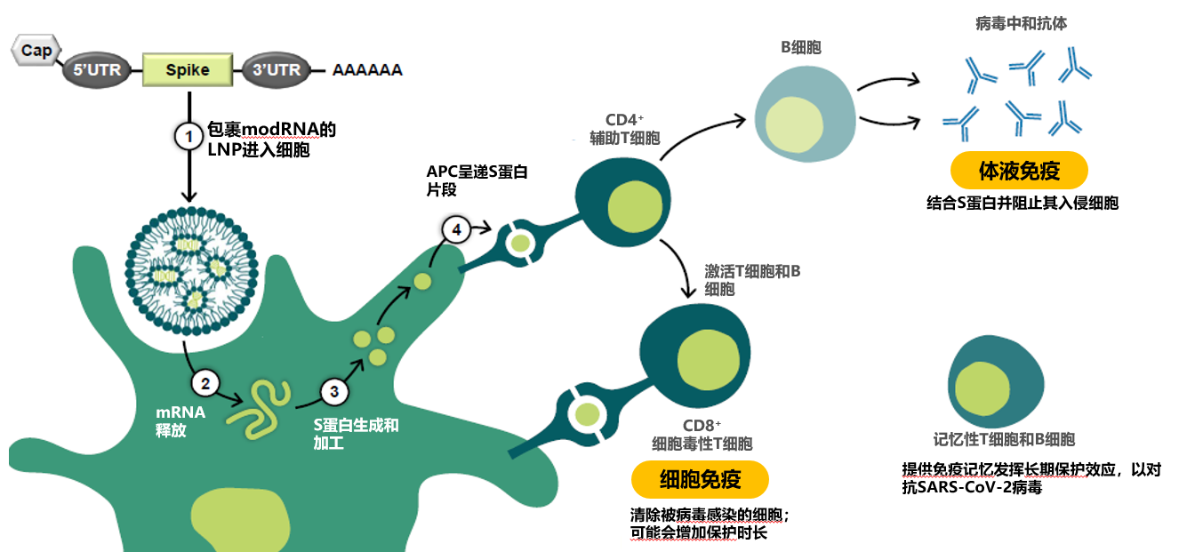 重组疫苗图解图片