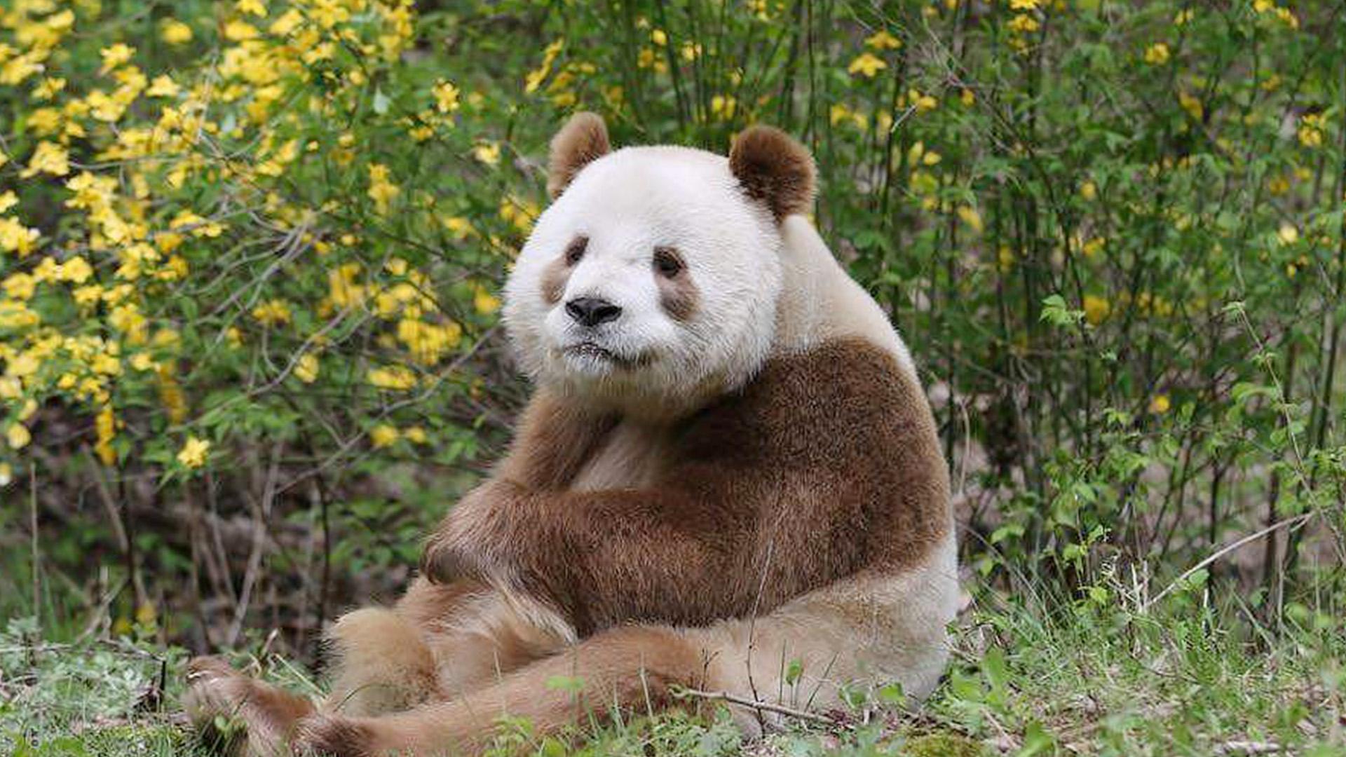 219克!成都大熊猫基地最重宝宝诞生