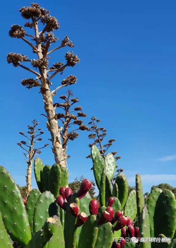 澳大利亚巨型仙人掌传说中的网红沙漠怕剧透者勿入