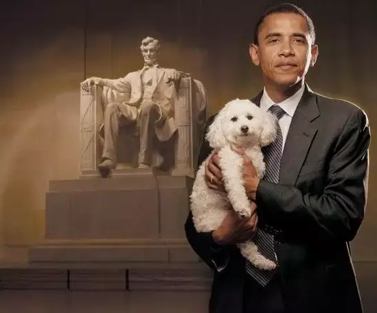 宠物在哪个国家最幸福 美国居然不及日本 知乎