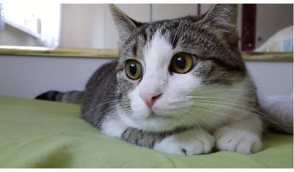 吸猫大会混血猫messi