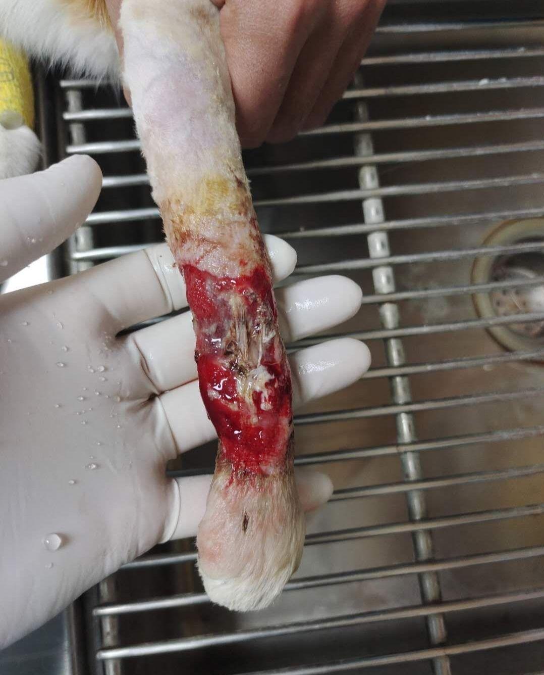 猫猫骨折断腿治疗记