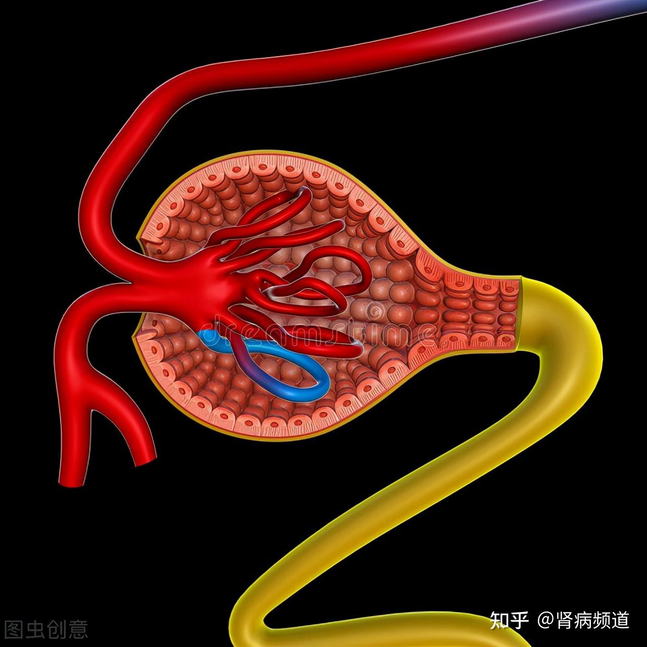 肾图GFR图片