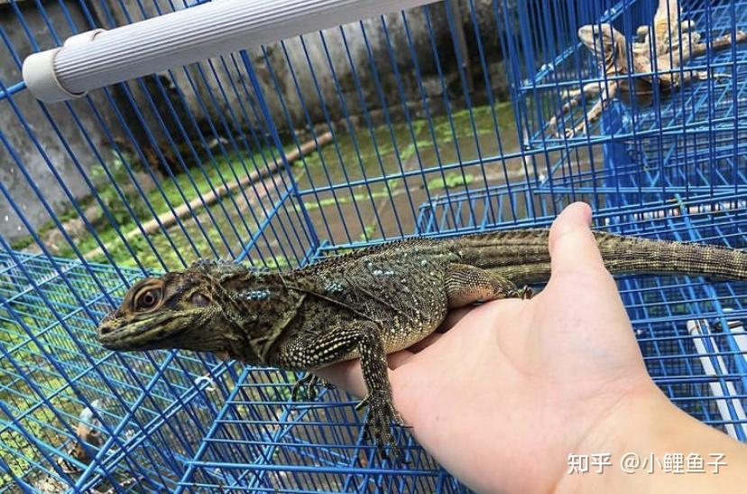 如何饲养好一只巨人安汶斑帆? - 知乎