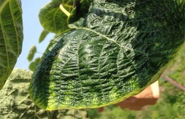 作物缺钙及缺素的表现有哪些 - 知乎