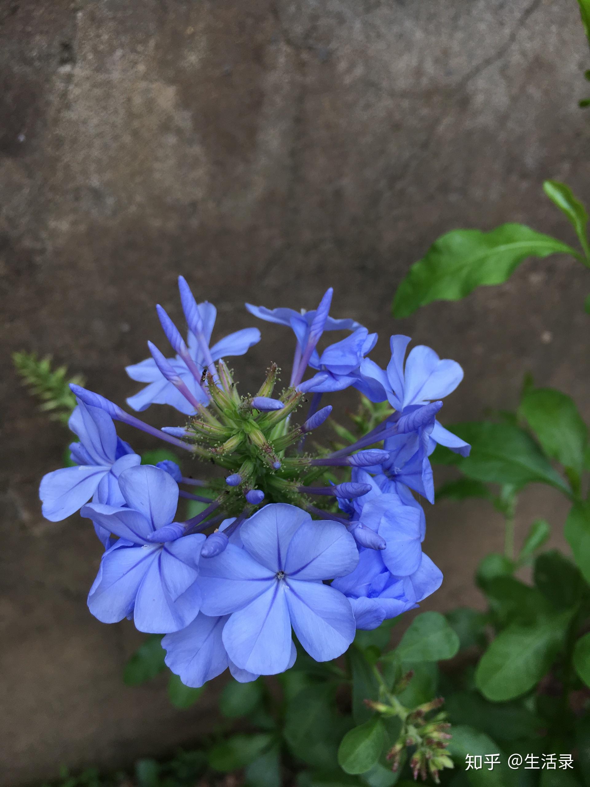 雪藍花和橙色月季媲美