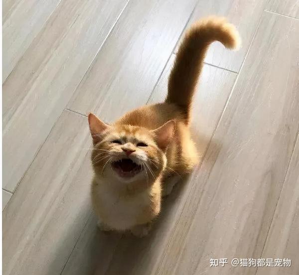 见“尾”行事:猫咪的尾巴,是它情绪的风向标 - 知乎