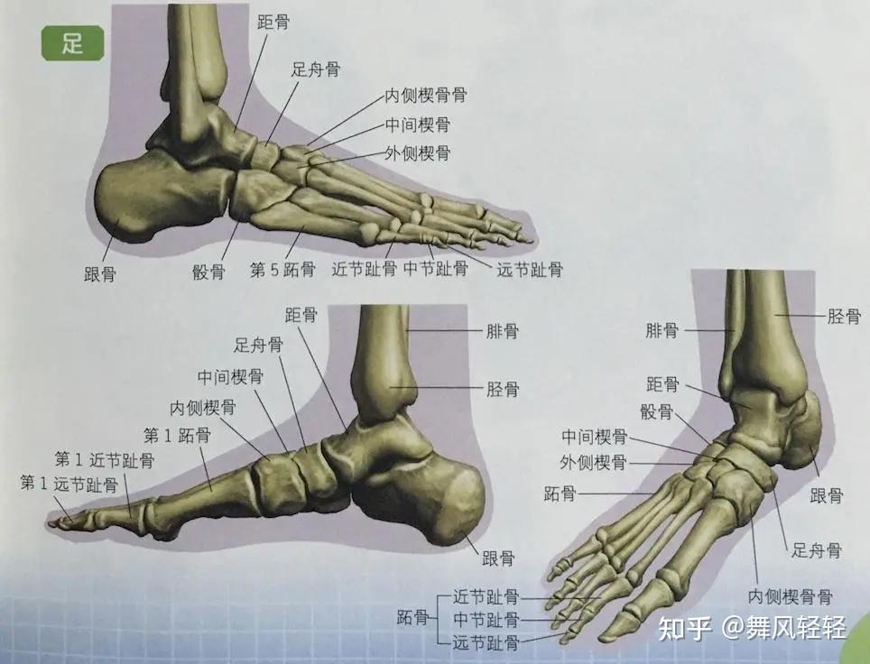 脚背的结构图图片