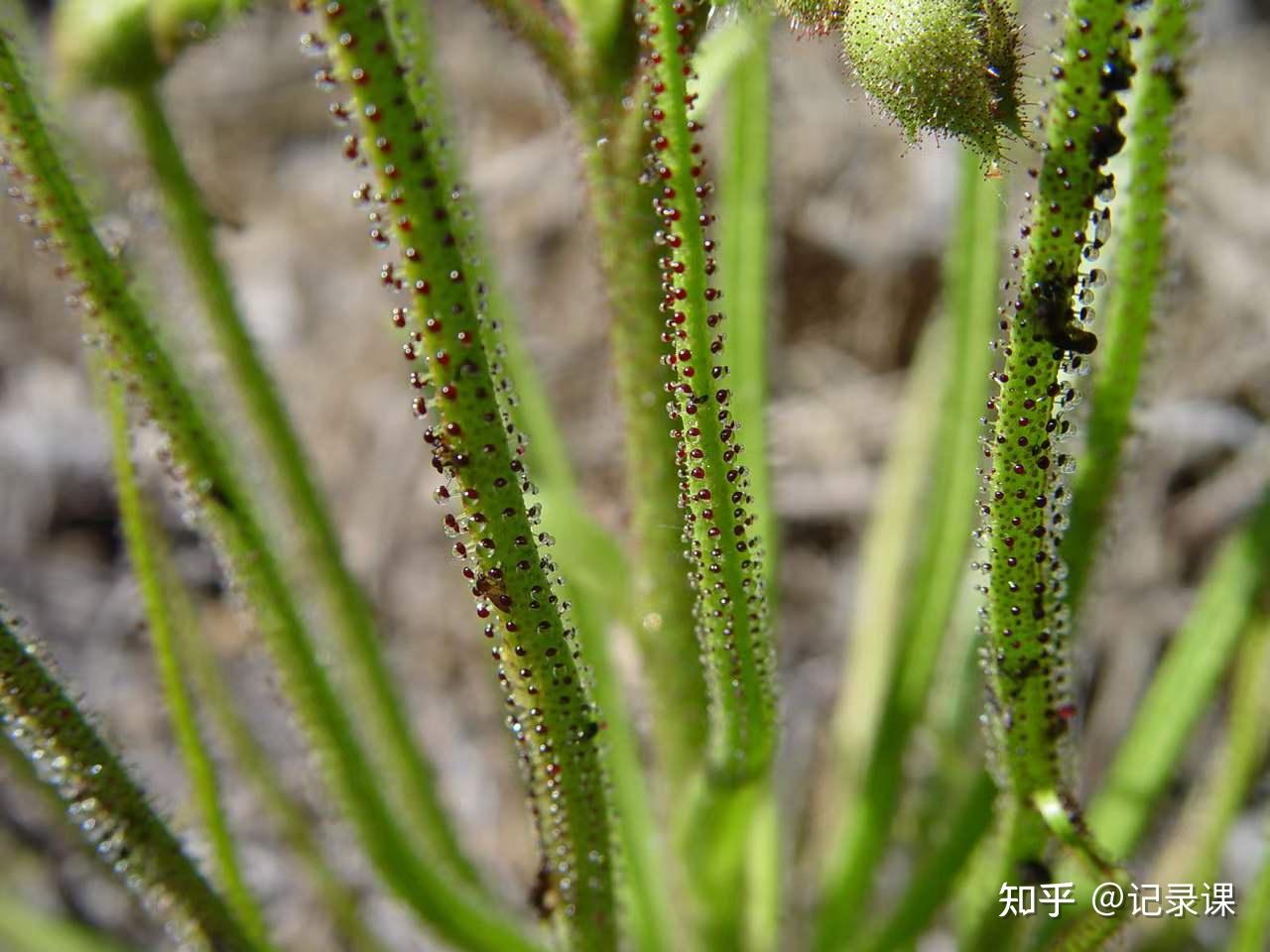 单种科植物有哪些呢？下面来为你盘点一下 - 知乎