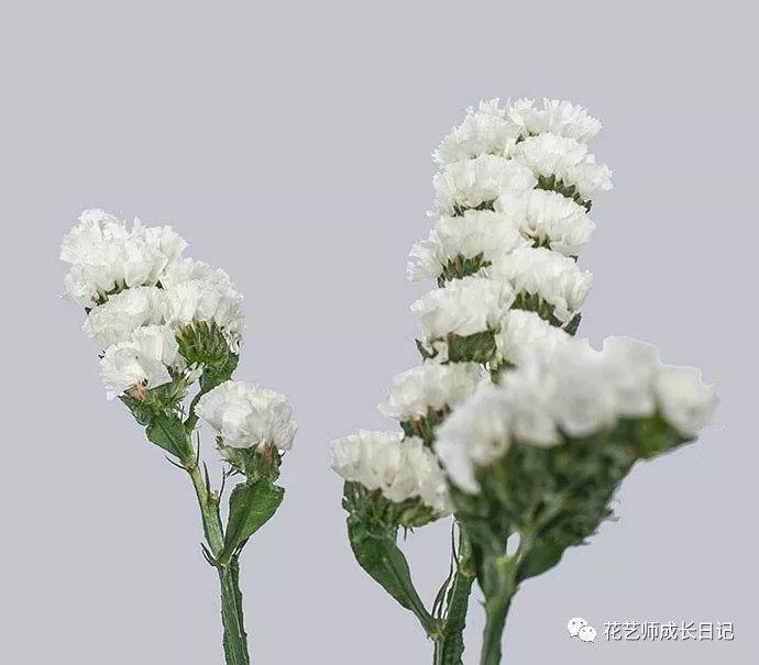 花语:永存心底的爱白色勿忘我2玫瑰自然是520表白的首选,除了热烈的