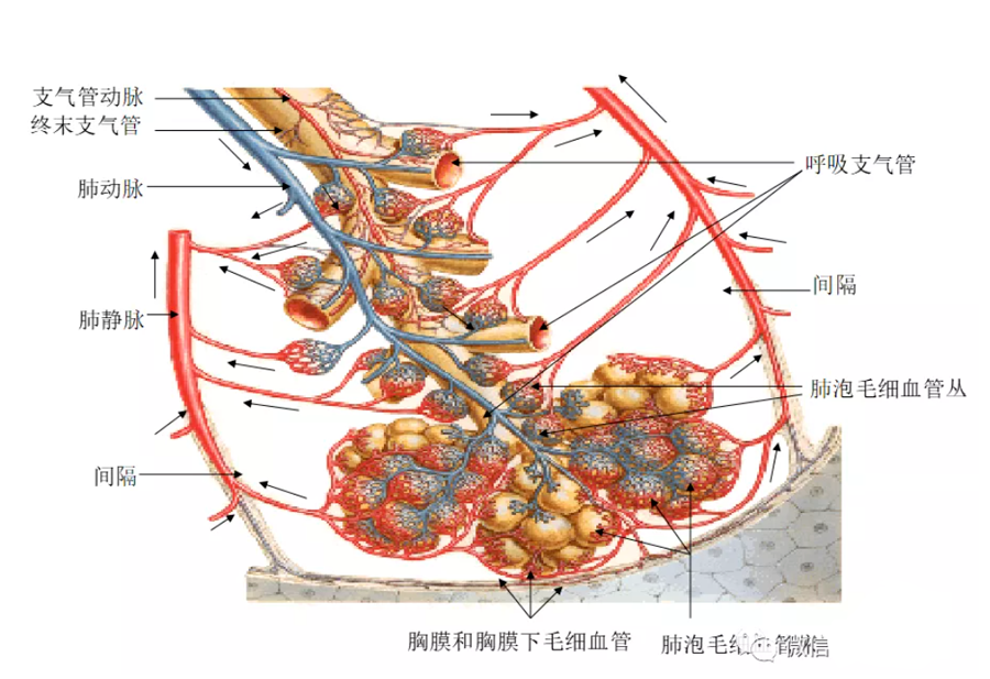 支气管解剖图结构分叶图片