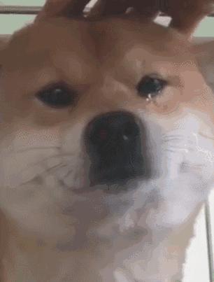 或者自我麻醉,自我感动——"我在学习嘤嘤嘤,我好努力啊呜