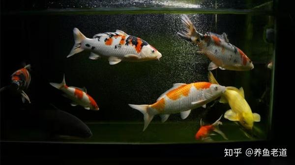 60缸能养多少条短鲷_南美短鲷草缸能养么_短鲷缸水流
