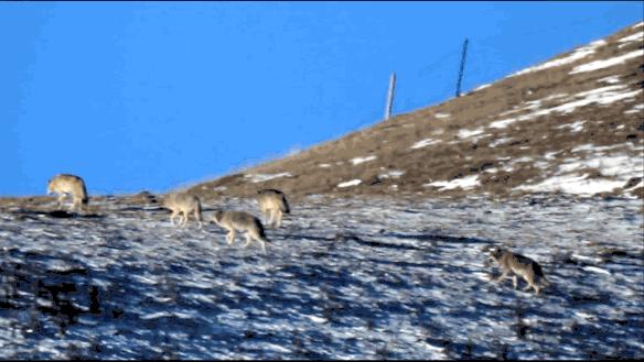 感动千万网友的故事再刷屏:她养大一匹狼,送它重返狼群_https://www.izongheng.net_快讯_第15张