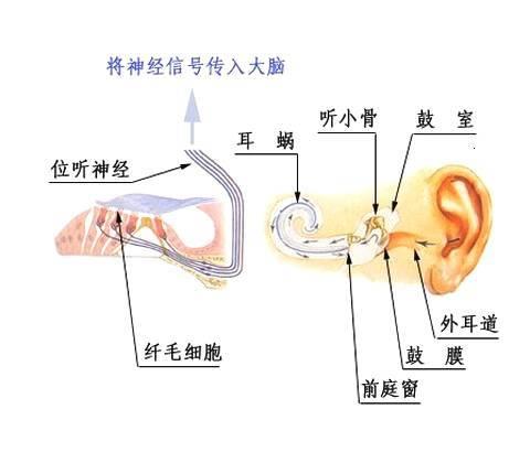 神经性聋、神经性耳鸣可治愈吗? - 知乎