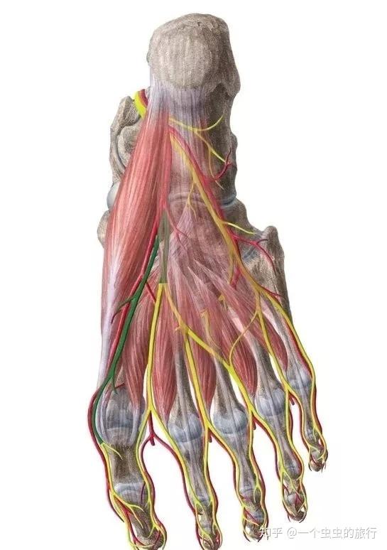 当你的脚趾被撞到的时候,刺激了一大片这样的神经纤维,它们的信号在