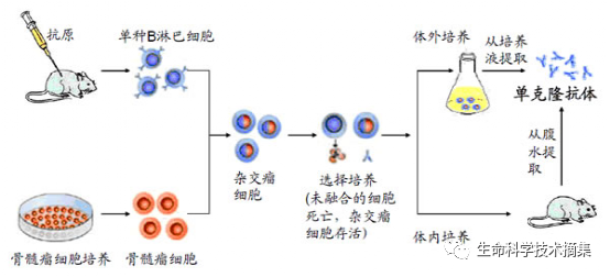 单克隆抗体细胞融合、培养主要试剂的配制protocol - 知乎