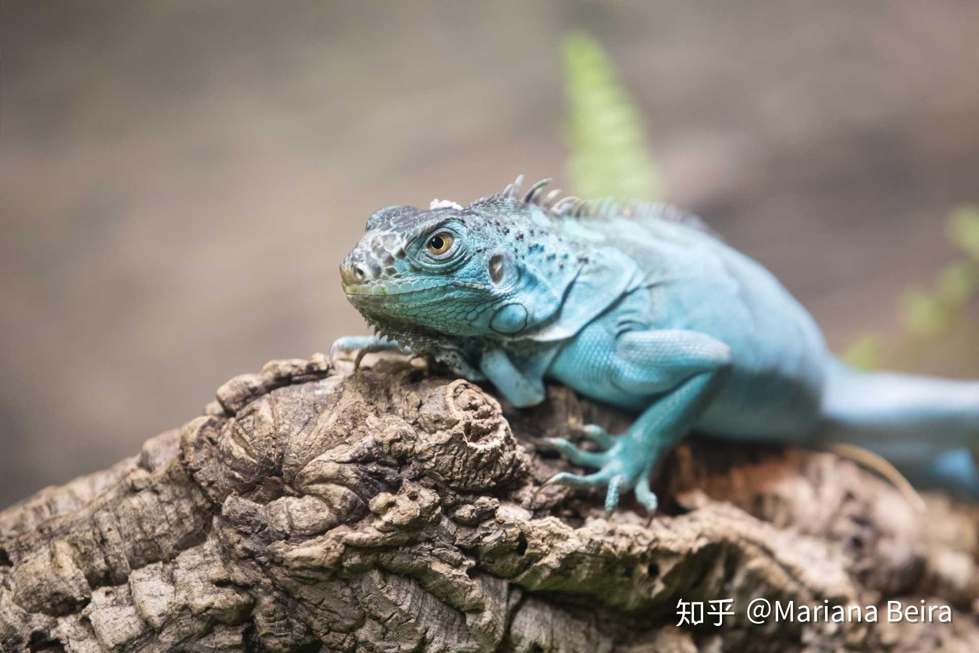 iguana park图片