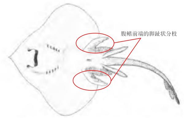 动物分类志 软骨鱼纲 鳐目 知乎