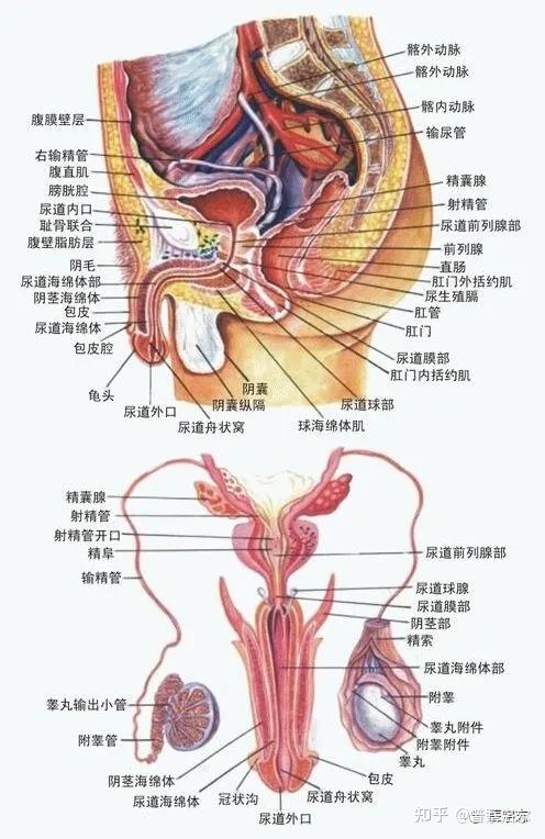 男性尿道的分段图图片
