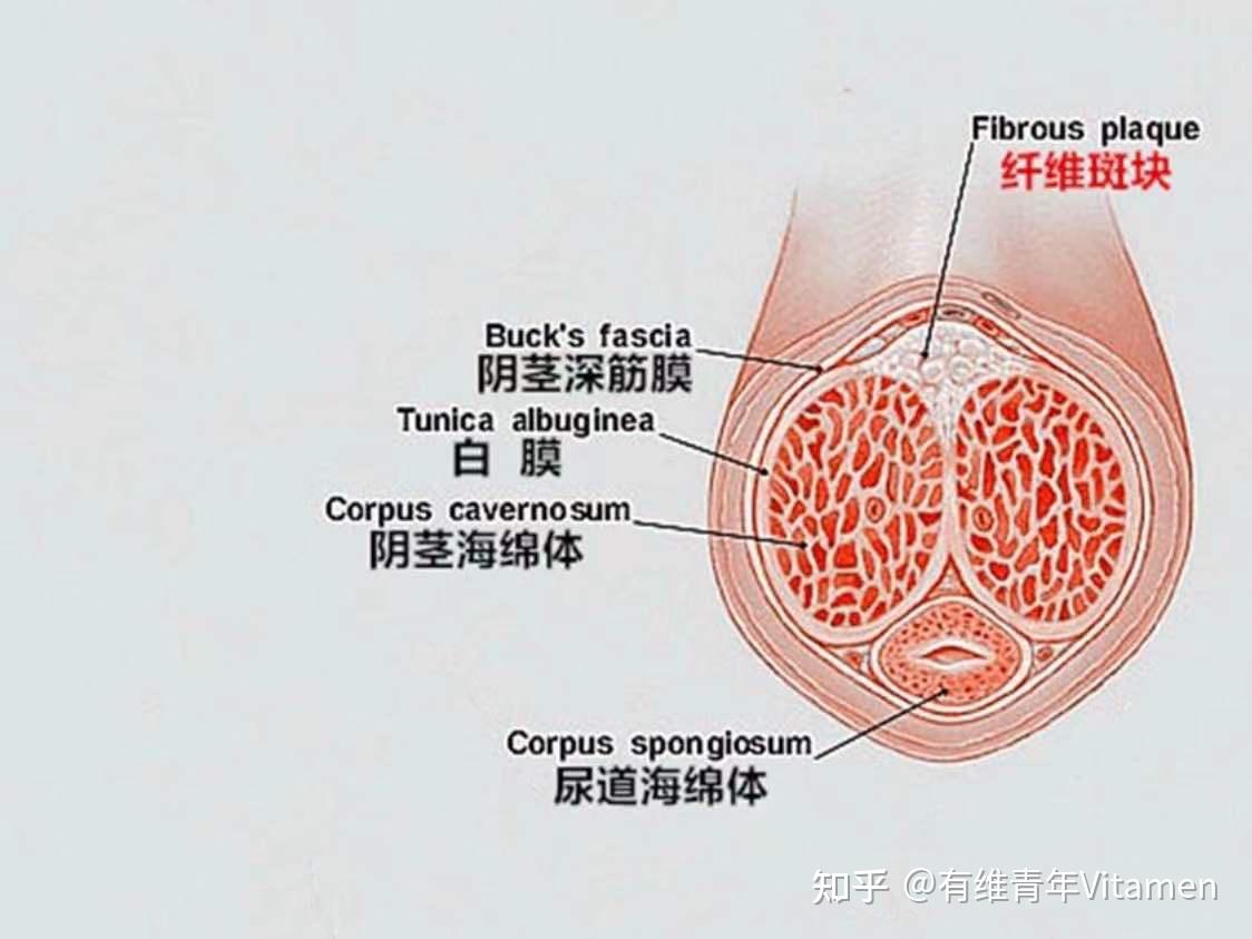 丁丁是啥发育图片