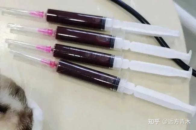血猫,给贵猫续命的贱猫 - 知乎