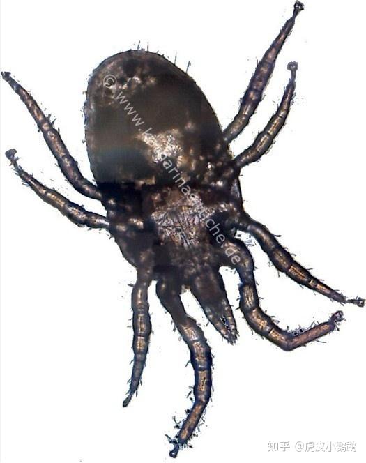 肉眼可见的血螨3.血螨:0.7-1.