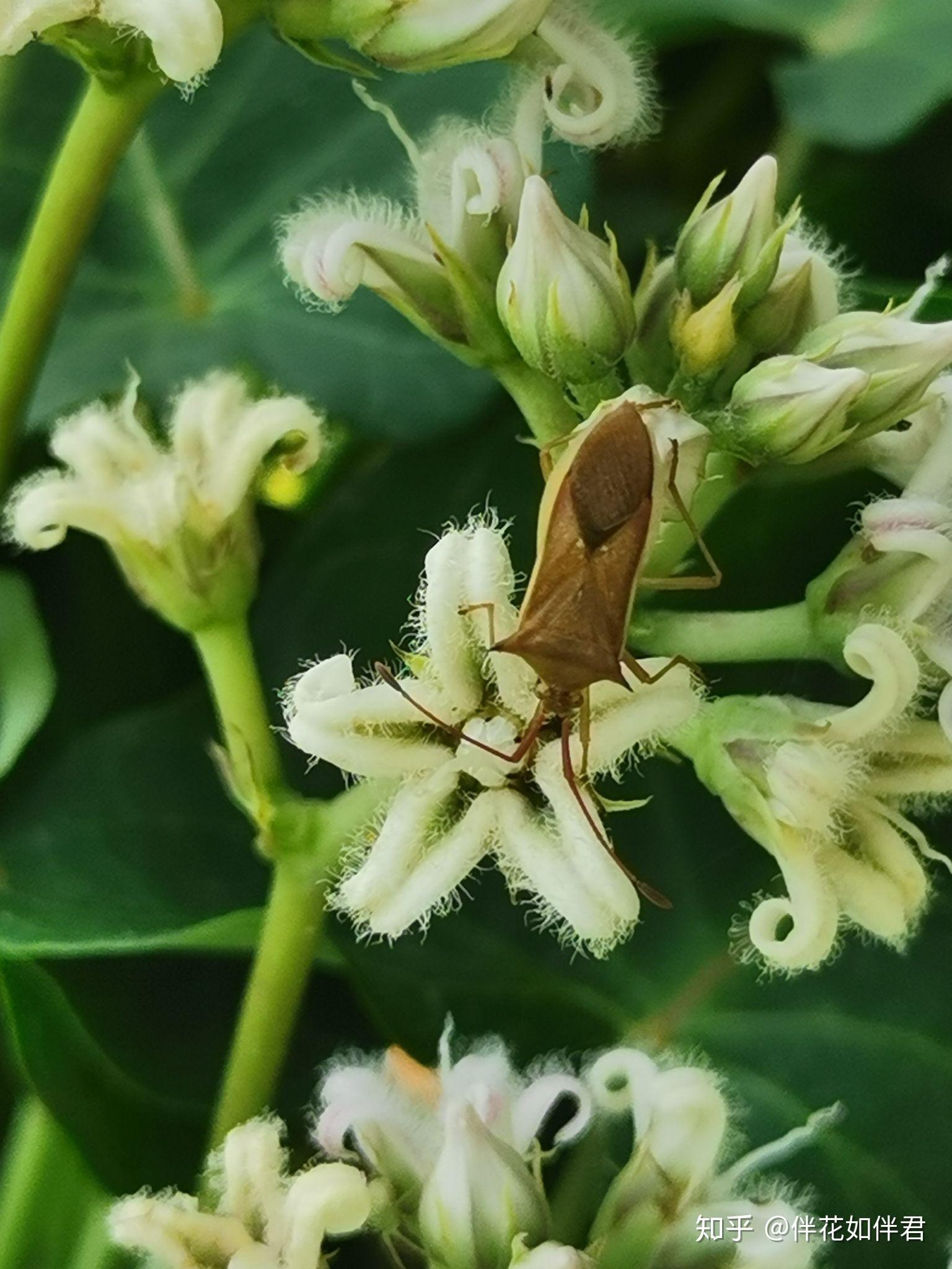 瓜绢野螟甜菜白带野螟继前几次观察到萝藦的合蕊柱困死鹿蛾和缺角天蛾