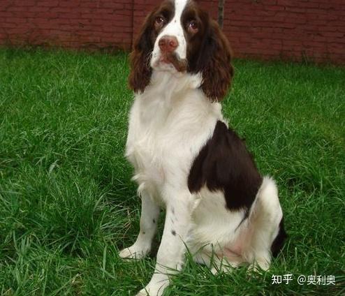 2,聪明,这个品种不是一般的聪明,一般的动作,比如坐下,握手,趴下,只