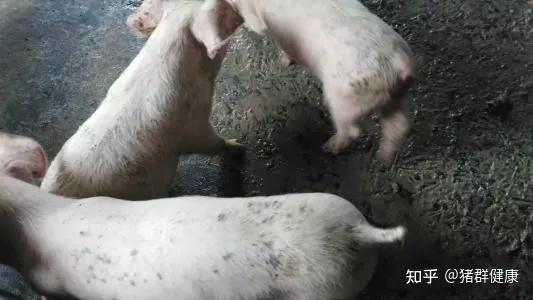 猪最近得了一种怎么吃都不胖的病!? - 知乎