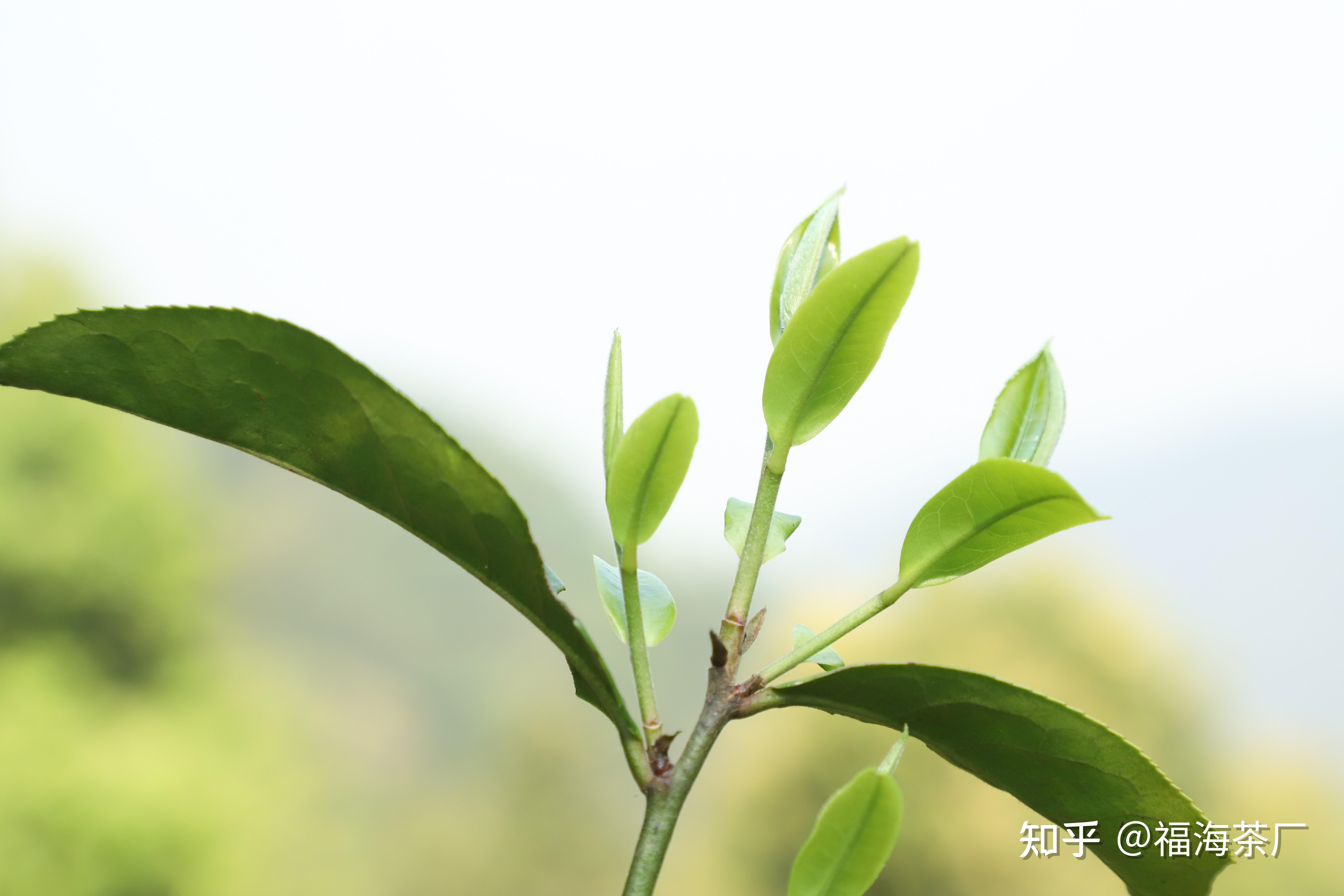 茶,本是大自然里的一片嫩芽,自从被人类发现,就和春天牢牢绑定在了一