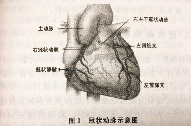 什么是冠状动脉?冠状动脉的分布分为几型 - 知乎