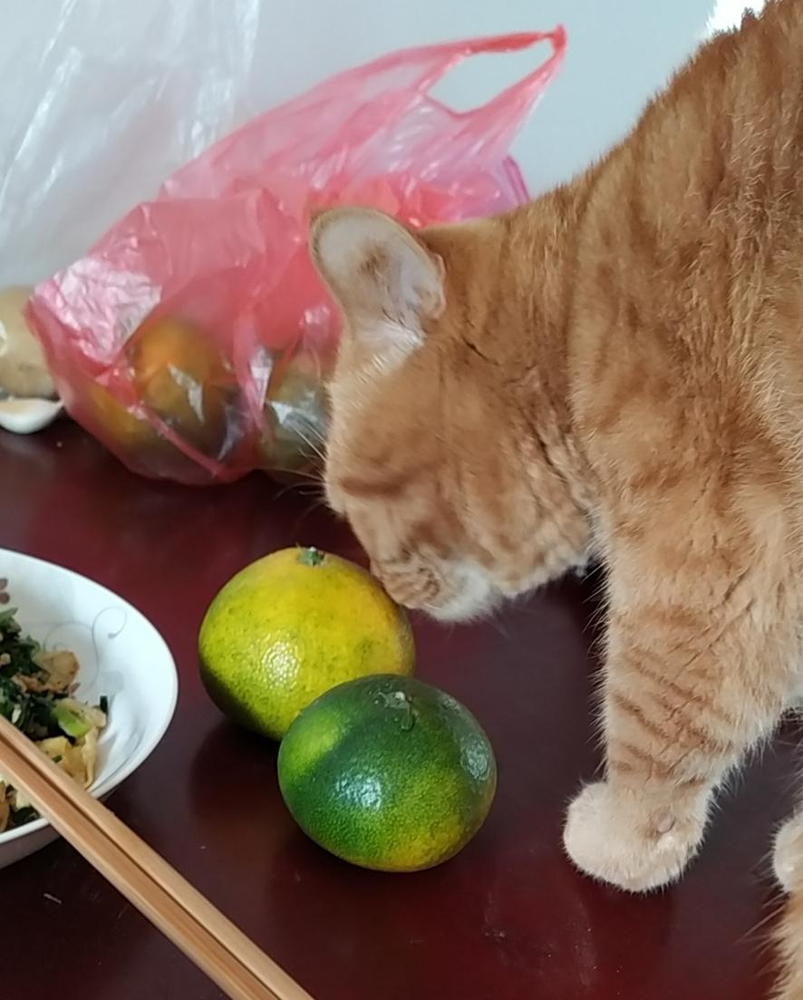 橘猫究竟能有多胖