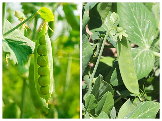 荷蘭豆和豌豆是不是同一種蔬菜兩者到底有啥區別學完漲知識了