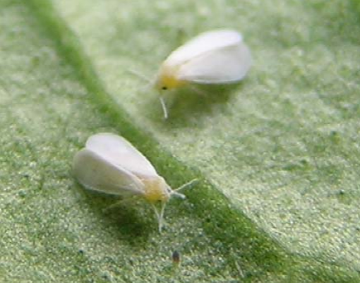 从植物到昆虫的一次基因转移 让超级害虫危害人间 知乎