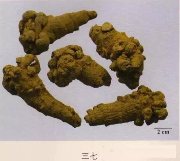 203种常用中药的鉴别及彩图汇总！ - 知乎