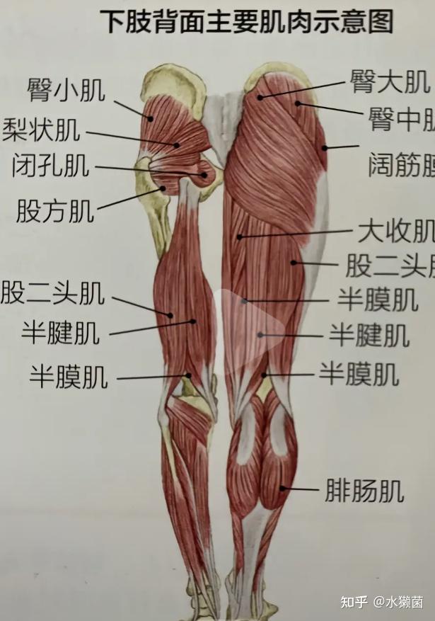 大腿肌腱在哪个位置图片