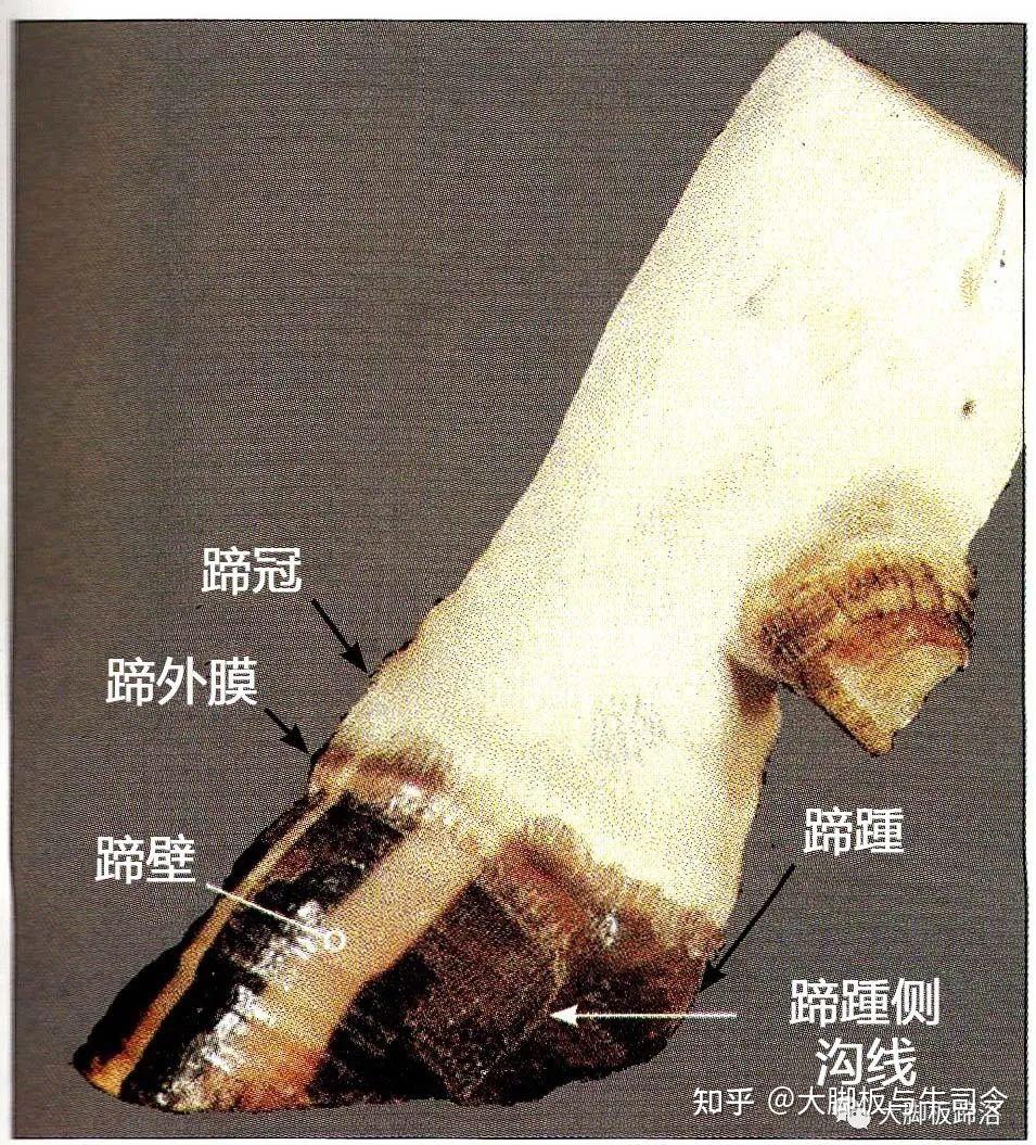 奶牛蹄部保健—— 蹄部解剖学 - 知乎