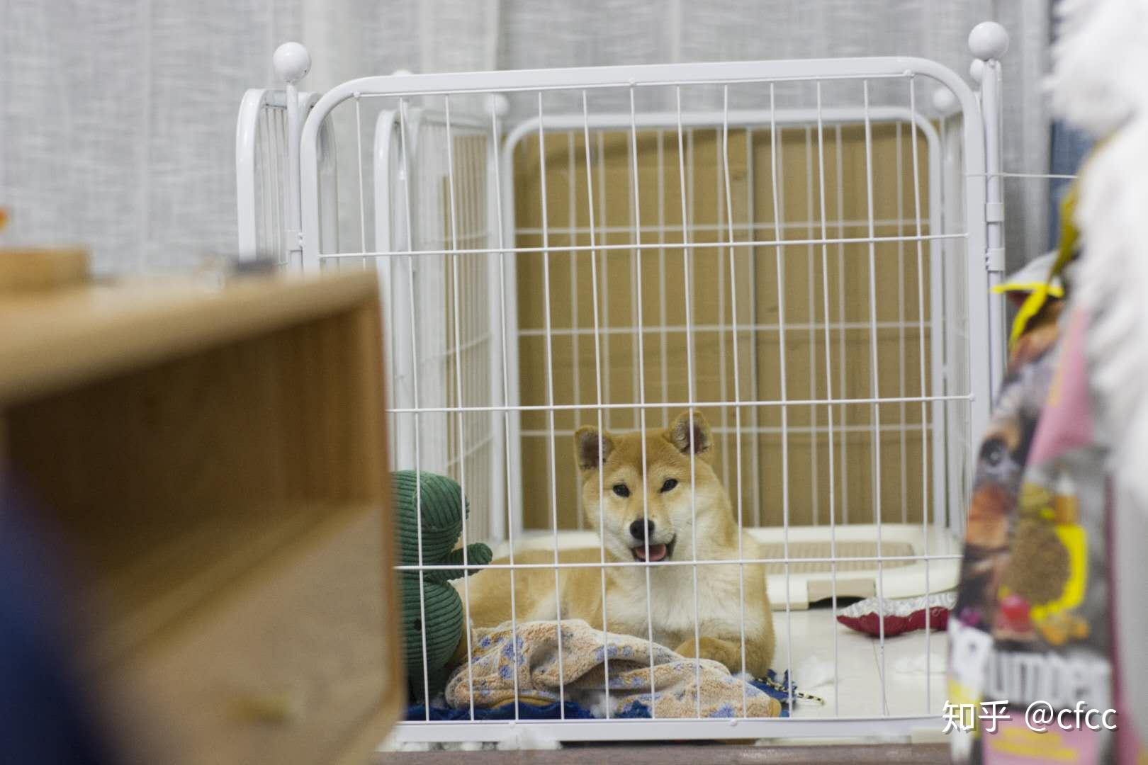 大型犬舍狗屋哪种牌子比较好 价格