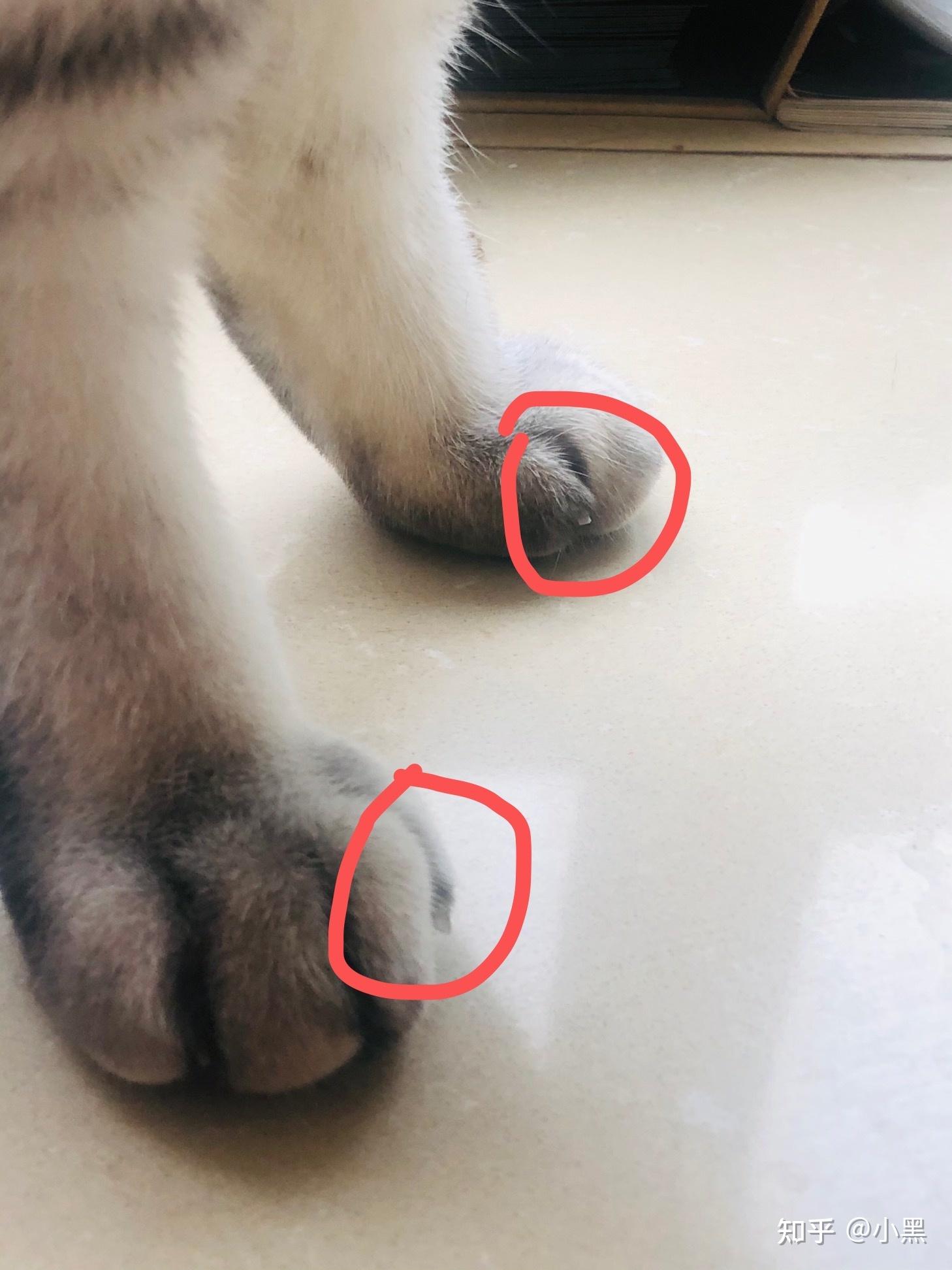 一位专注折耳养护铲屎官写的一篇关于折耳猫的养护文. - 知乎