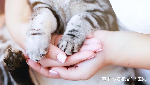 原来主人“摸猫爪”时,在猫眼中,是这些含义 - 知乎