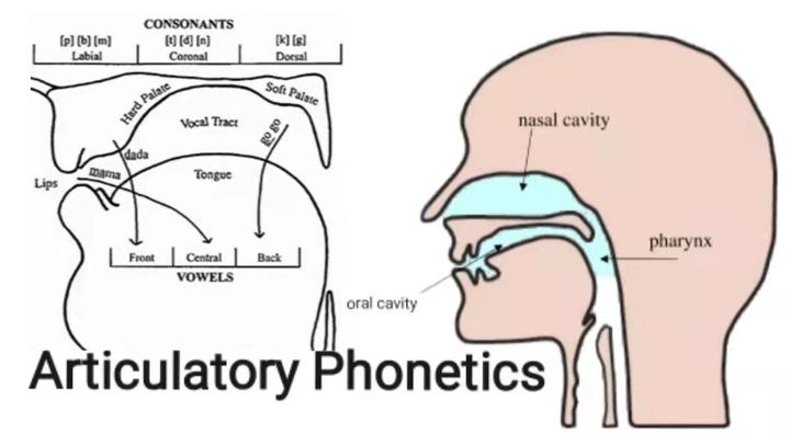 近音与元音参数共享机制解析