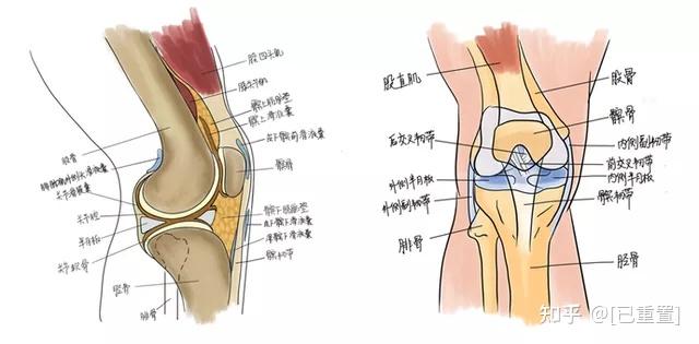 膝盖半月板在哪个位置图片