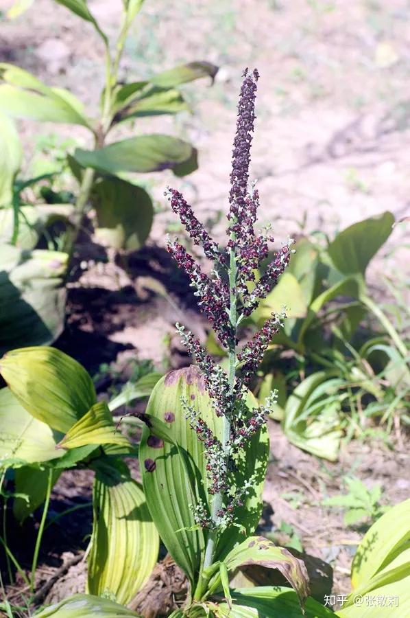 生態客分科識花圖鑑11藜蘆科黑藥花科