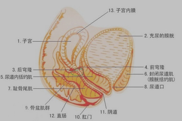 益生菌对阴道炎竟有这么大的作用来看看