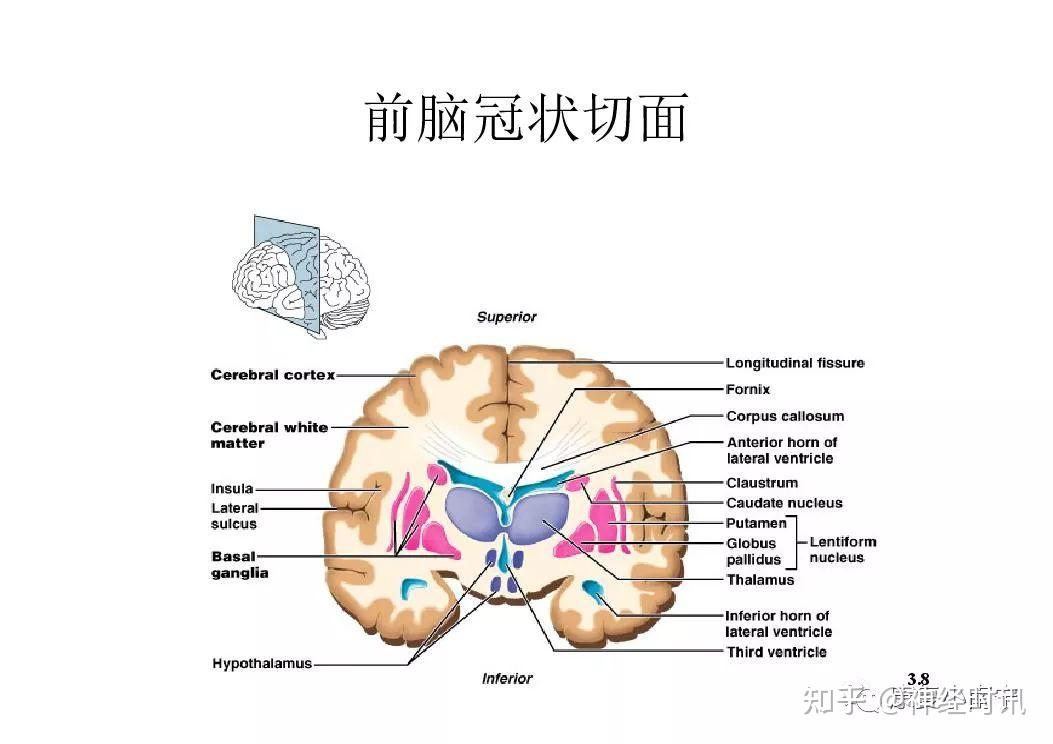 中枢神经系统解剖及功能【课件】 - 知乎