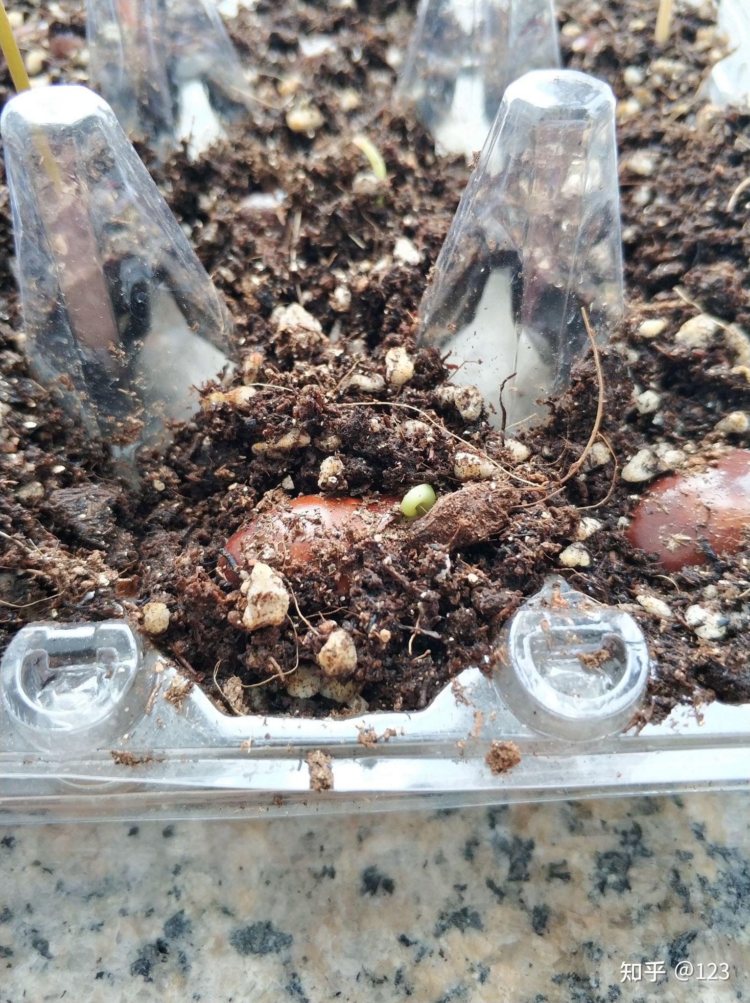 荔枝核种植 - 知乎