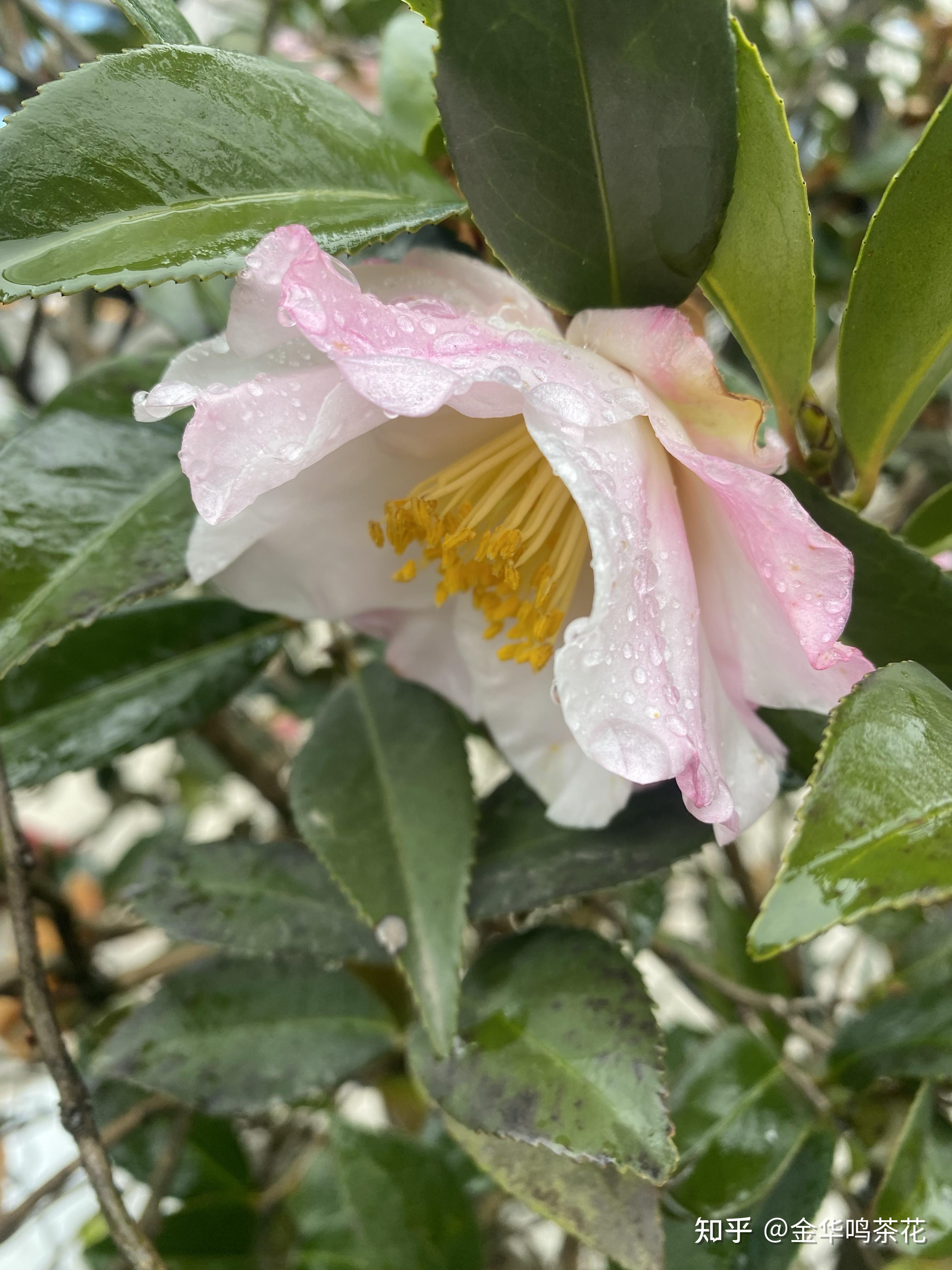 朝仓茶梅开花了 - 知乎