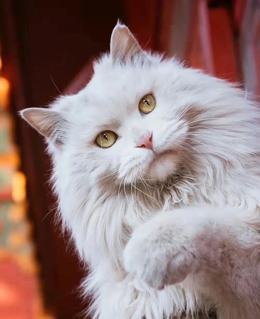 临清狮子猫:国产白猫永远的神! - 知乎