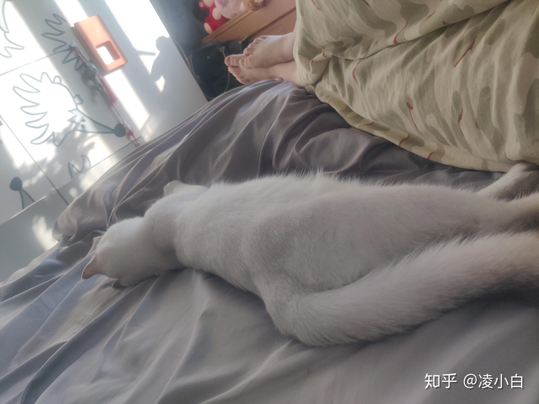 看看我家小疯猫